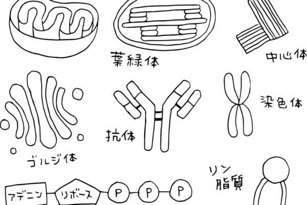 存在の層と人体